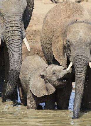 Adult elephants standing with a baby elephant calf in shallow water, wildlife scene symbolizing friendship and animal themes from The One and Only Ivan children’s book