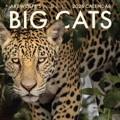 2026 Big Cats Wall Calendar: Art Wolfe's Wild Lives - Ingram