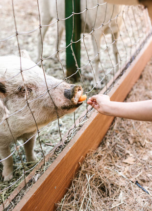 Child feeding a pig through a farm fence with carrot, close-up farm animal interaction, barnyard scene inspired by Charlotte’s Web, kids learning about animals and agriculture