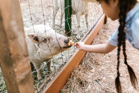 Child feeding a pig through a farm fence with carrot, close-up farm animal interaction, barnyard scene inspired by Charlotte’s Web, kids learning about animals and agriculture