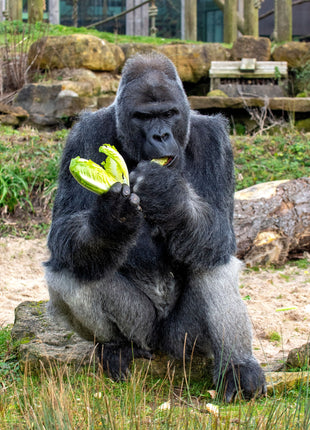 Silverback gorilla eating leafy greens in a zoo habitat, representing Ivan character and animal perspective in The One and Only Ivan Newbery Medal children’s book