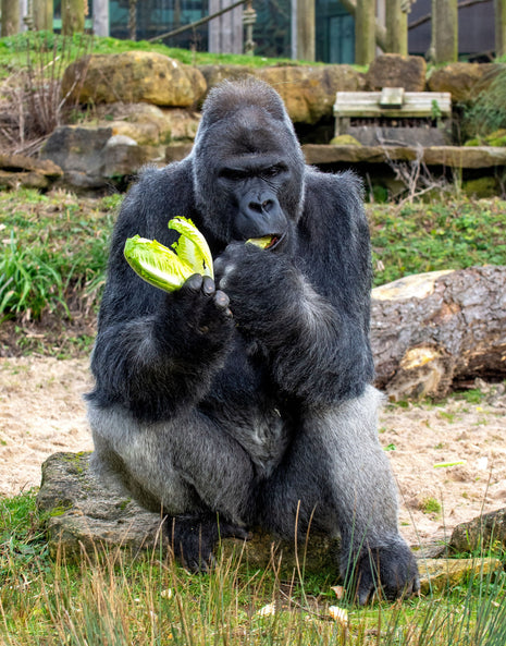 Silverback gorilla eating leafy greens in a zoo habitat, representing Ivan character and animal perspective in The One and Only Ivan Newbery Medal children’s book